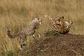 016 Kenia, Masai Mara, jachtluipaarden